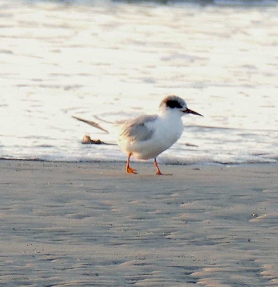 Forster's Tern - ML647489605