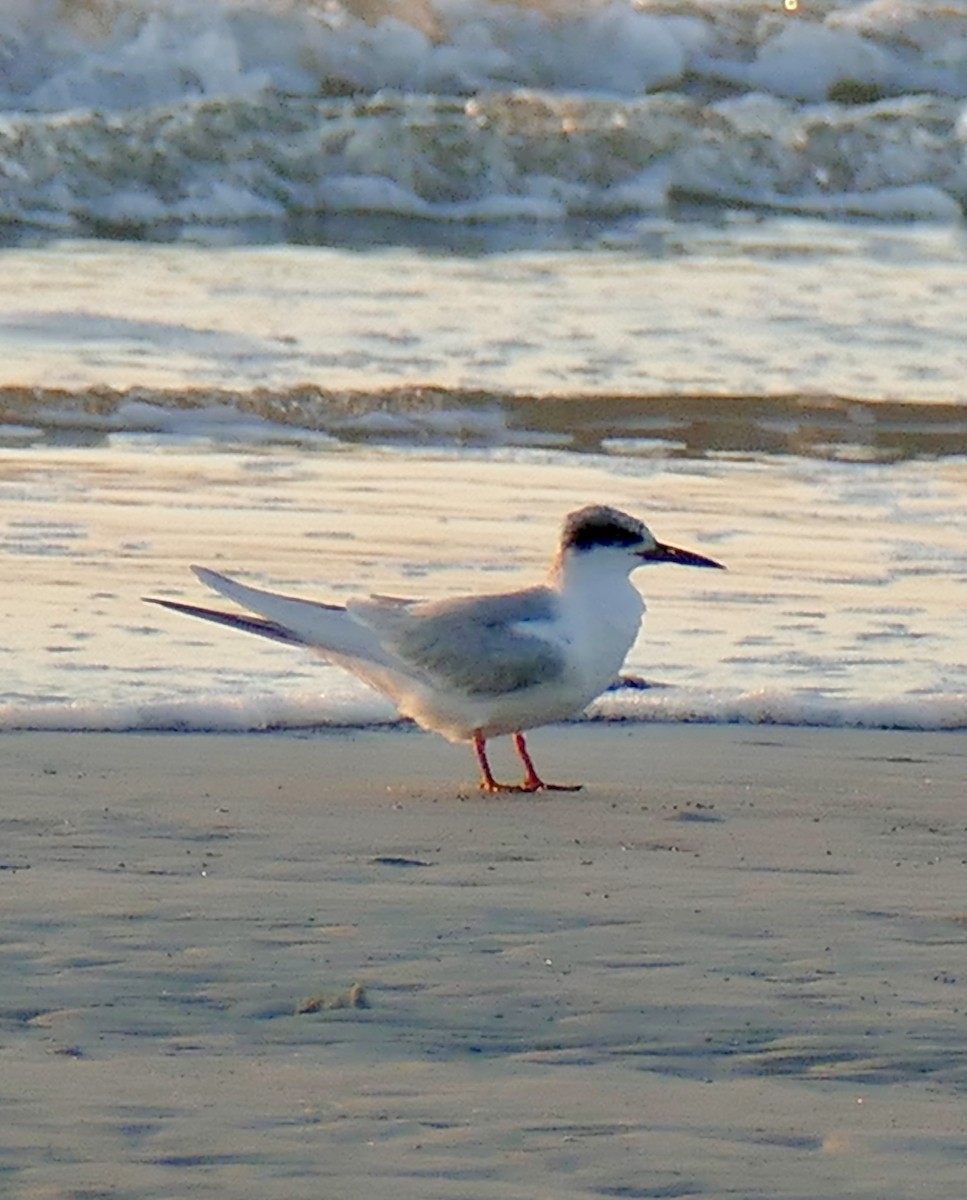 Forster's Tern - ML647489606