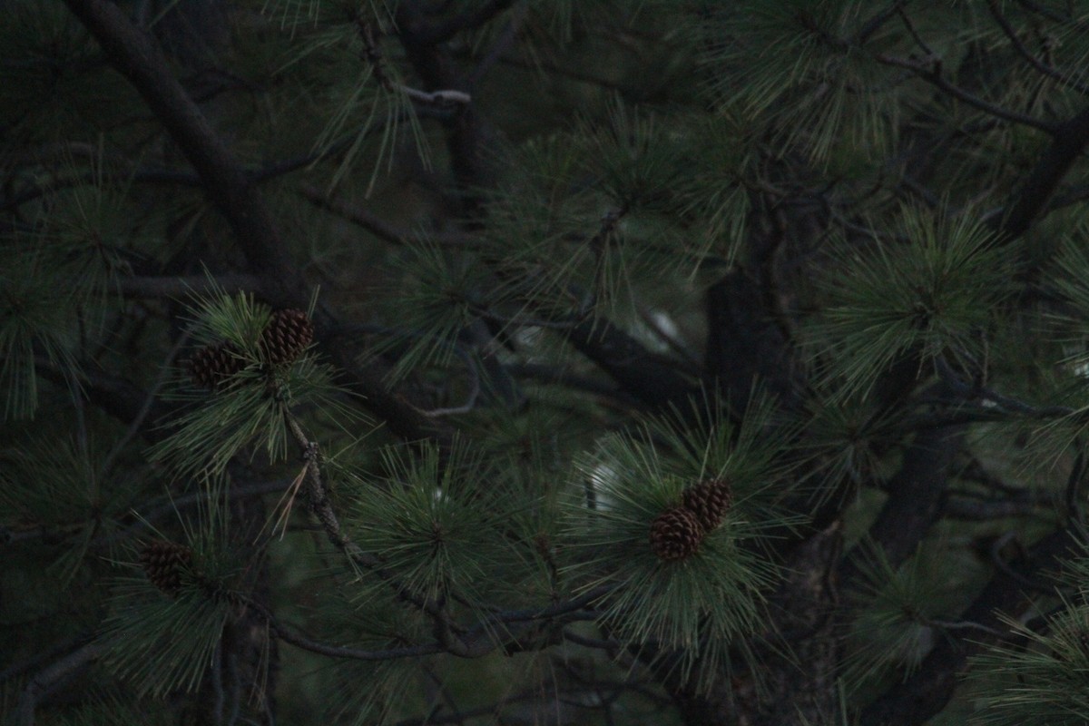 Chara Piñonera - ML647489611