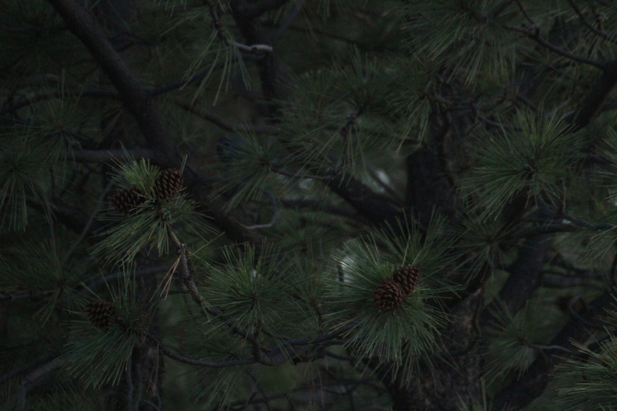 Chara Piñonera - ML647489612