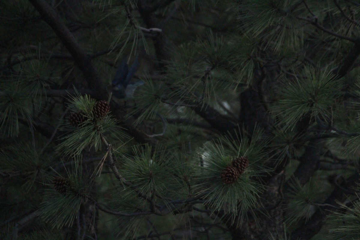 Chara Piñonera - ML647489613