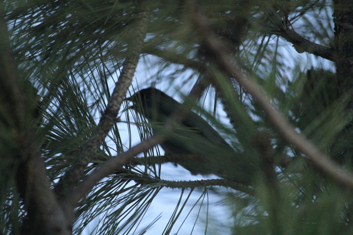 Chara Piñonera - ML647489614