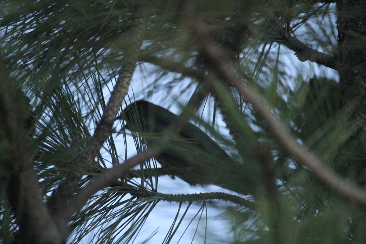 Chara Piñonera - ML647489615