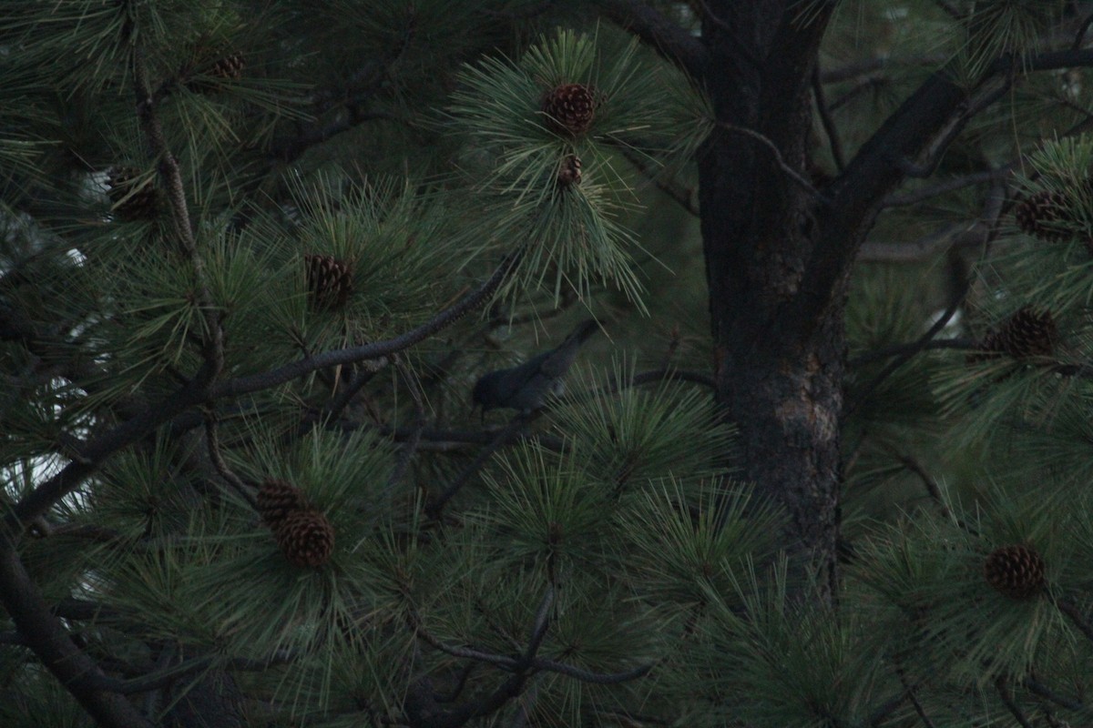 Chara Piñonera - ML647489616