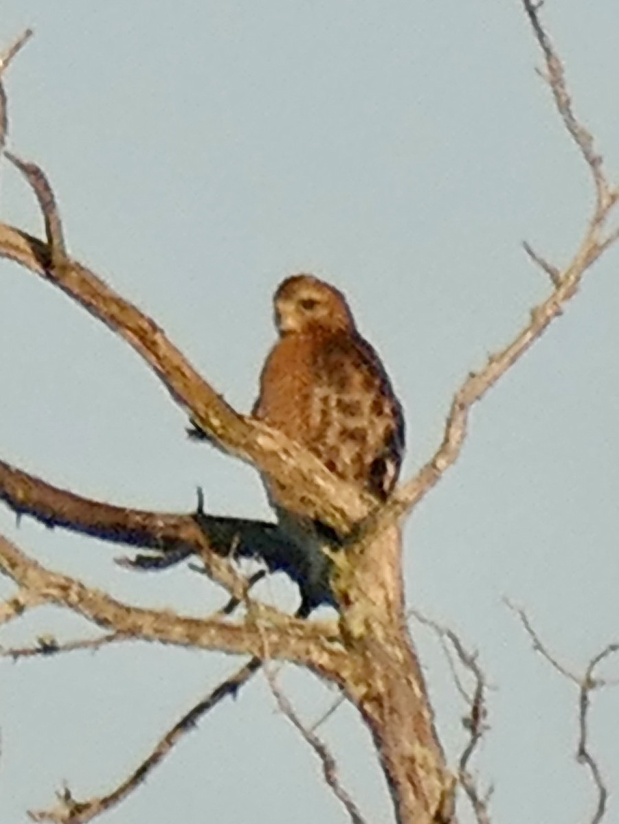 káně páskovaná - ML647489625