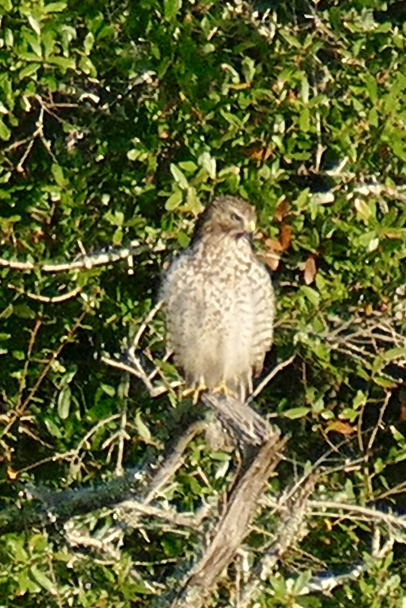 káně páskovaná - ML647489626