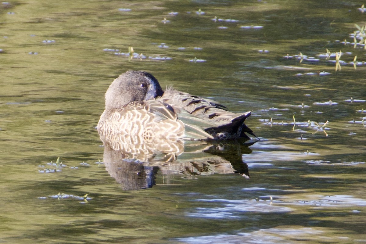 Zertzeta hegalurdina - ML647489627