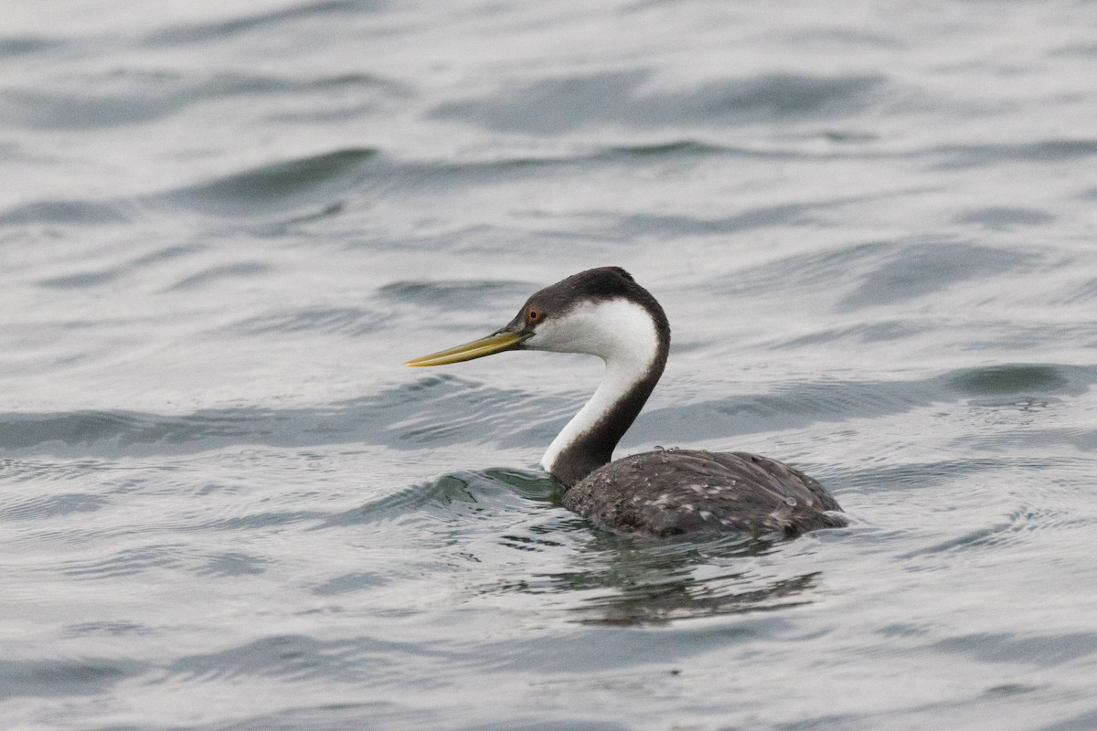 Западная поганка - ML647489629