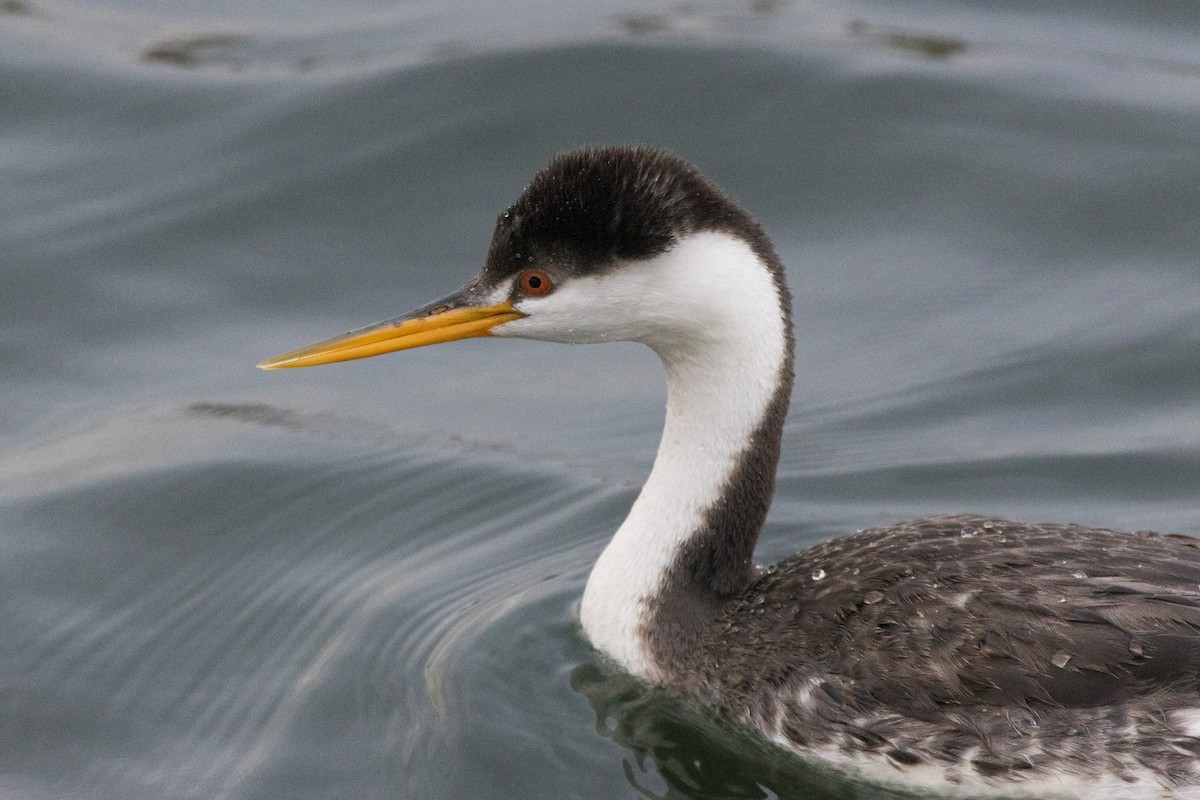 Западная поганка - ML647489630