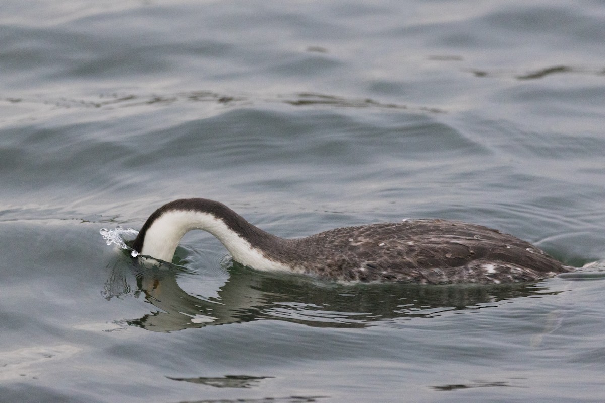 Западная поганка - ML647489631