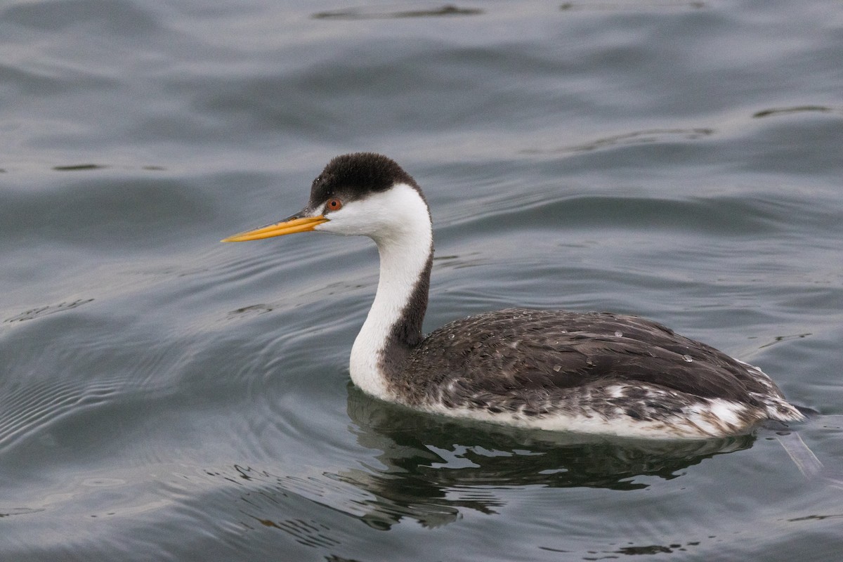 Западная поганка - ML647489632