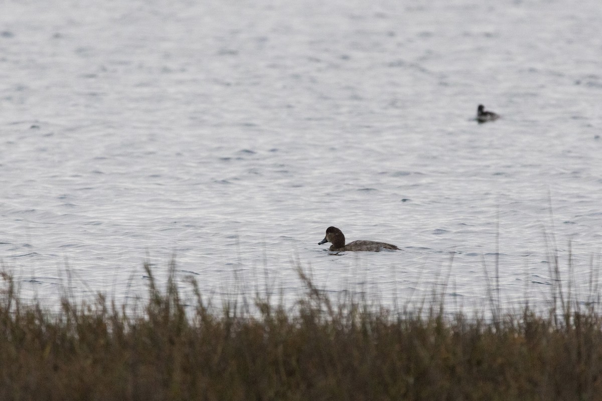 Американский нырок - ML647489633