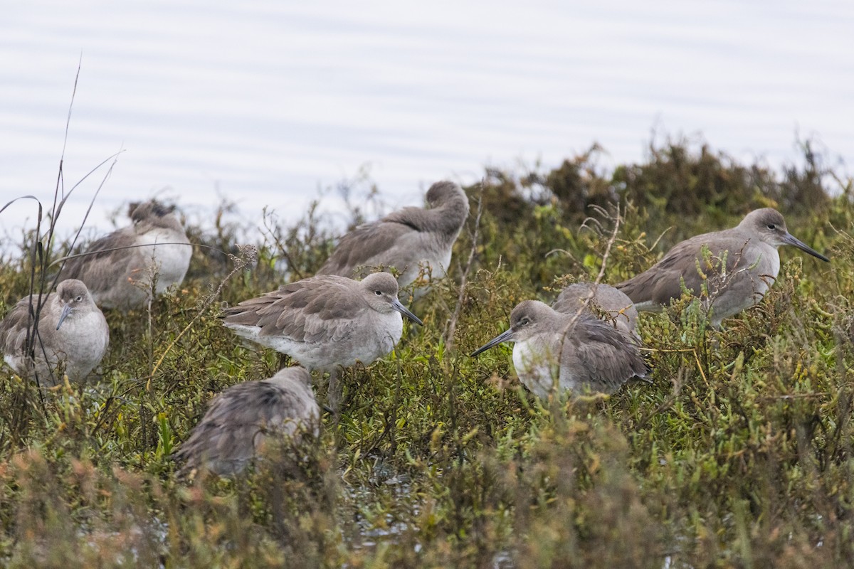 Перепончатопалый улит - ML647489634