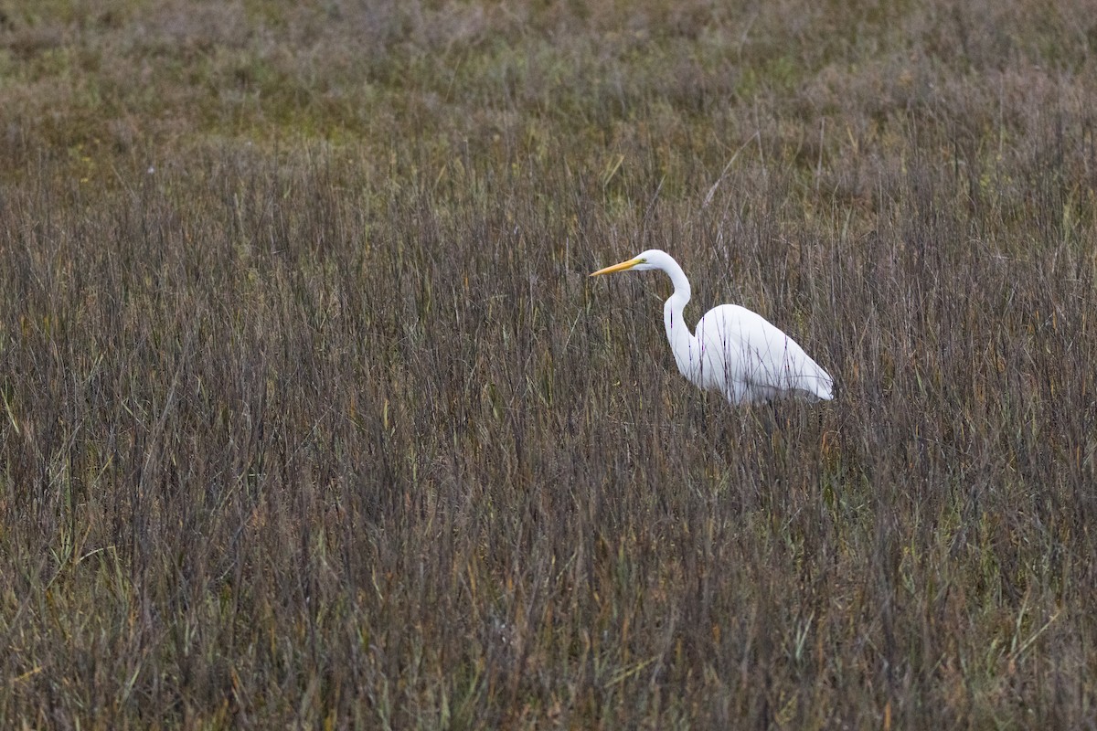 Большая белая цапля - ML647489638