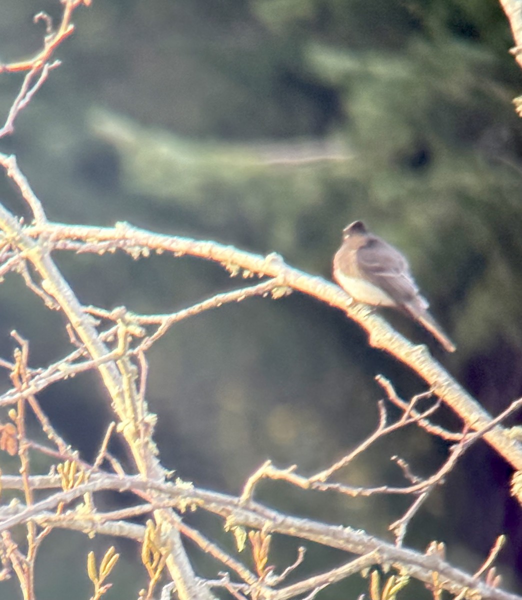 Чёрный фиби - ML647489640