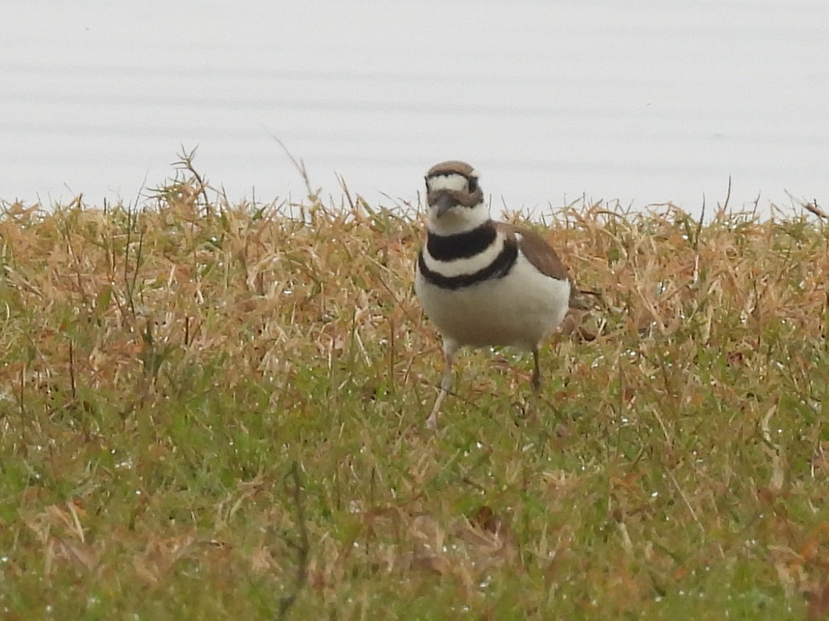 Крикливый зуёк - ML647489641