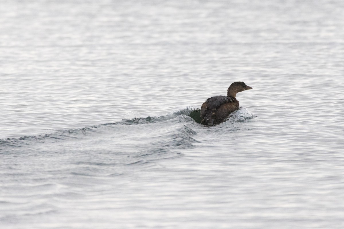 Пестроклювая поганка - ML647489643