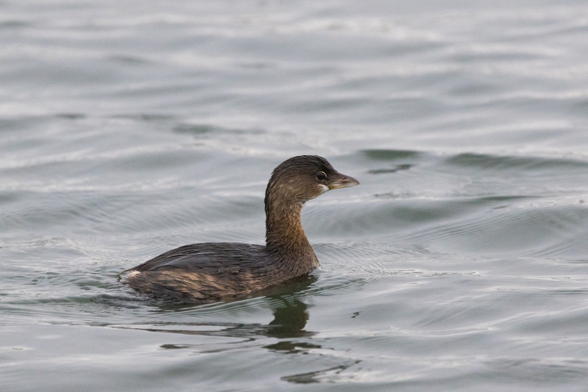 Пестроклювая поганка - ML647489644