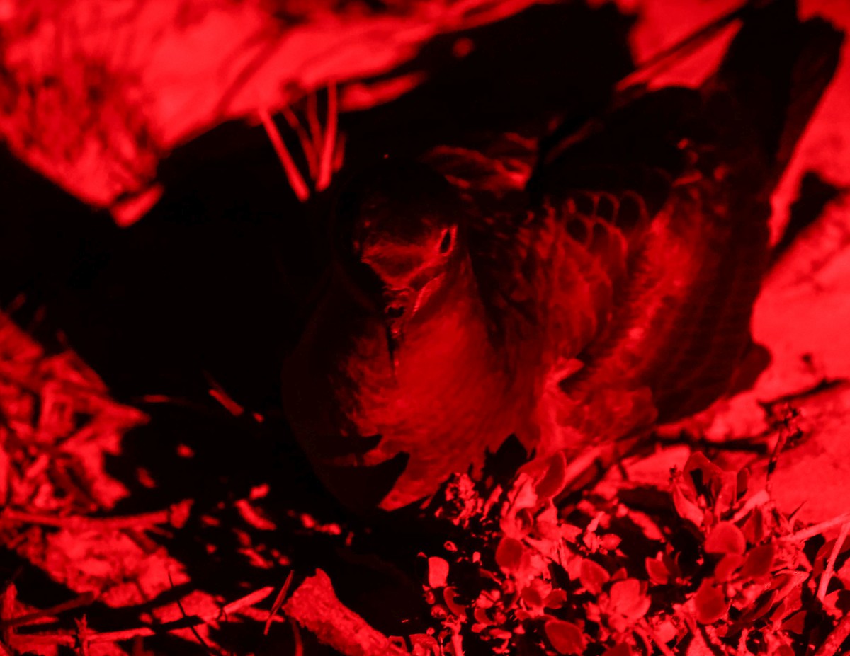 Тонкоклювый буревестник - ML647489648