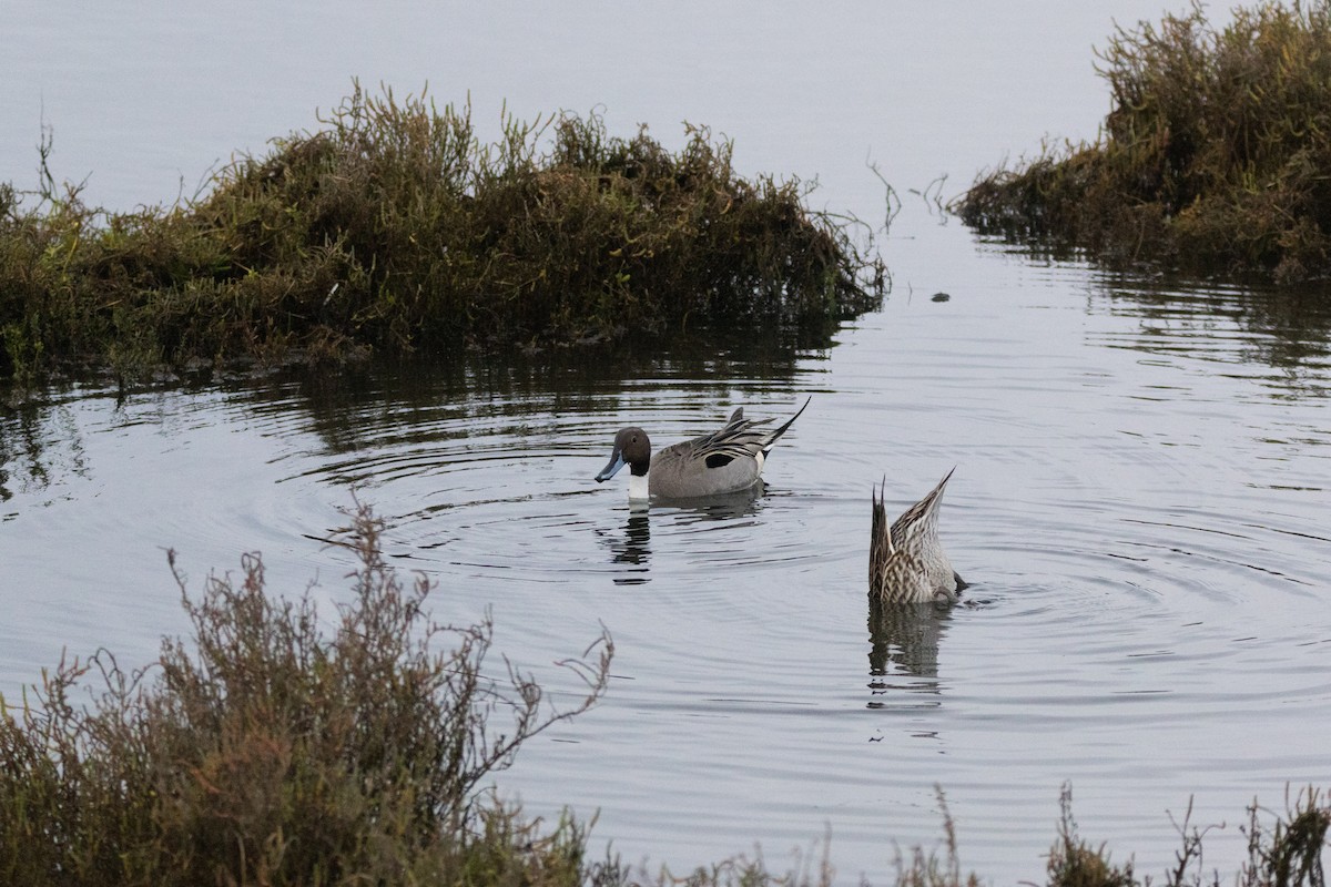 Шилохвость - ML647489649