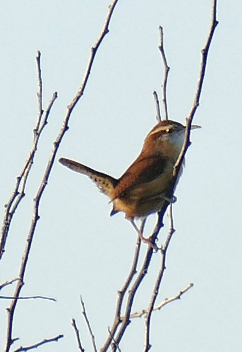 Каролинский крапивник - ML647489650