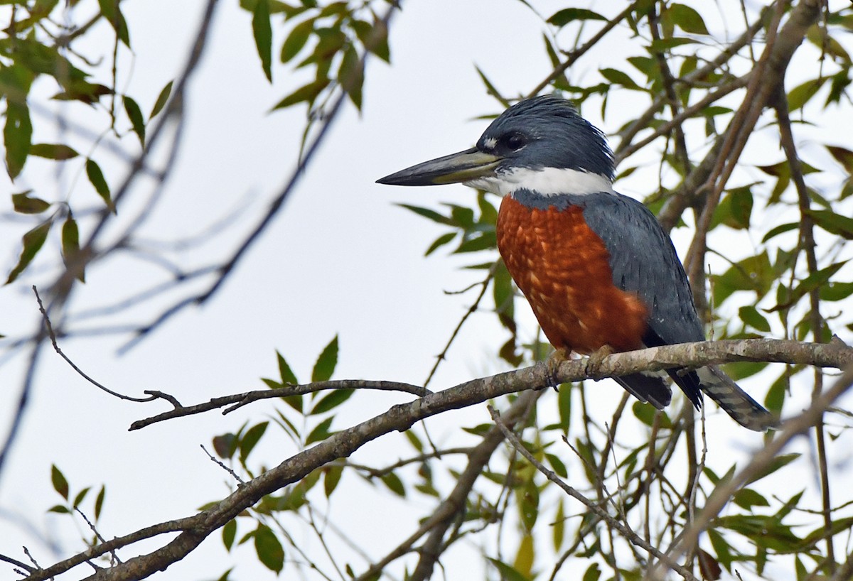 Красногрудый зимородок - ML647489651