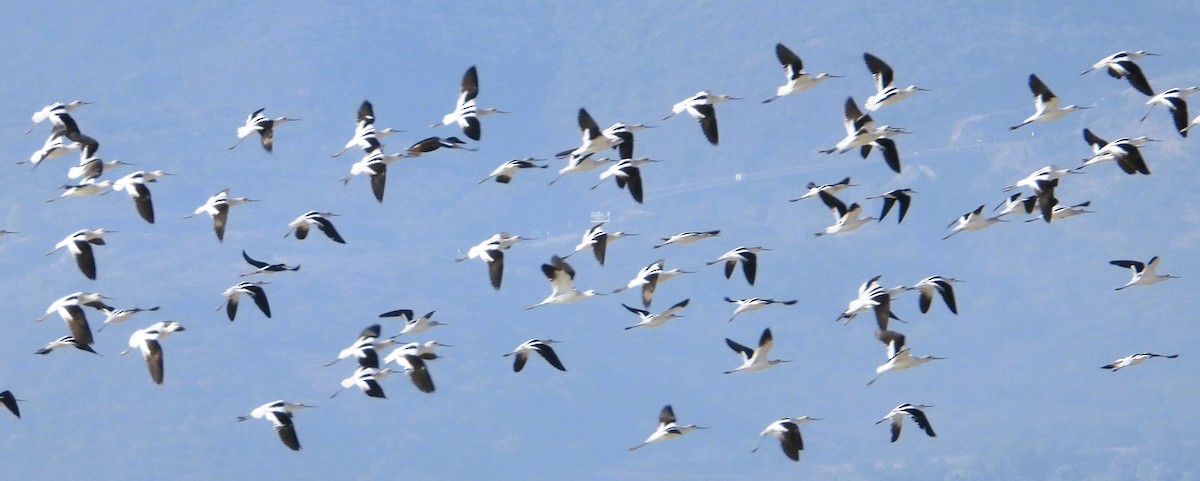 Американская шилоклювка - ML647489652