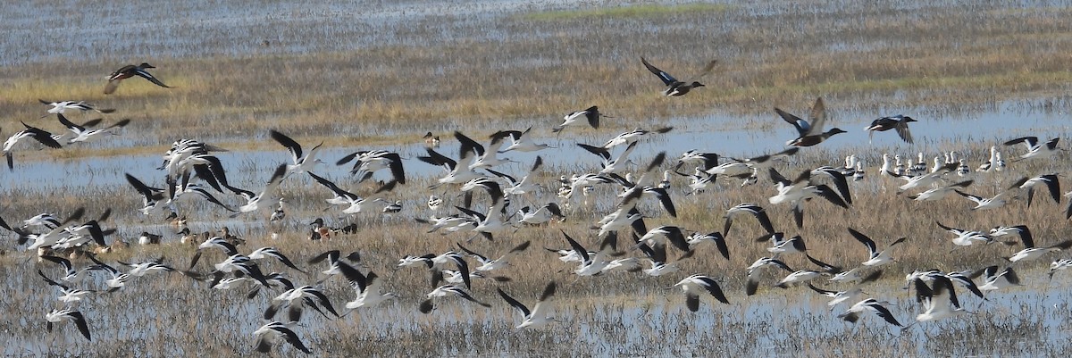 Американская шилоклювка - ML647489653