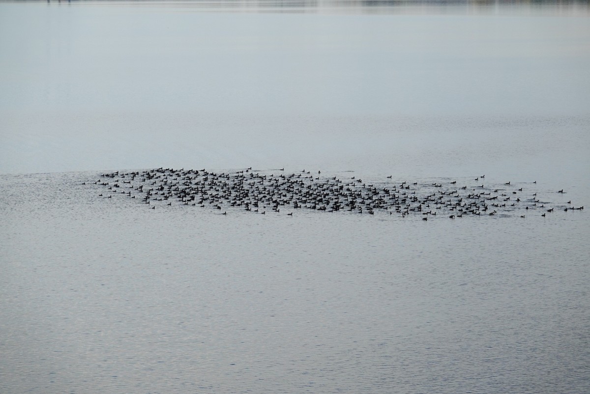 Американская лысуха - ML647489654