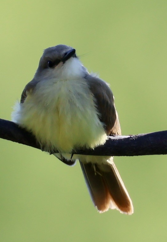 Коровий тиранн - ML647489655