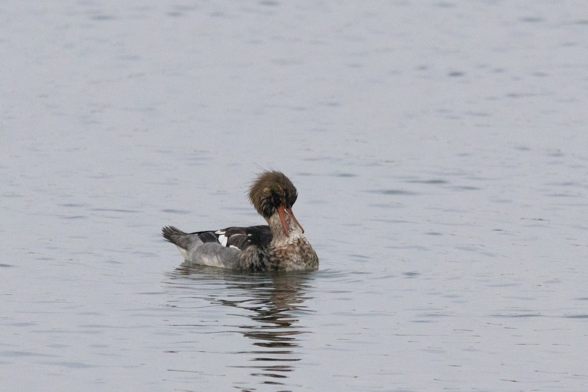 Длинноносый крохаль - ML647489656