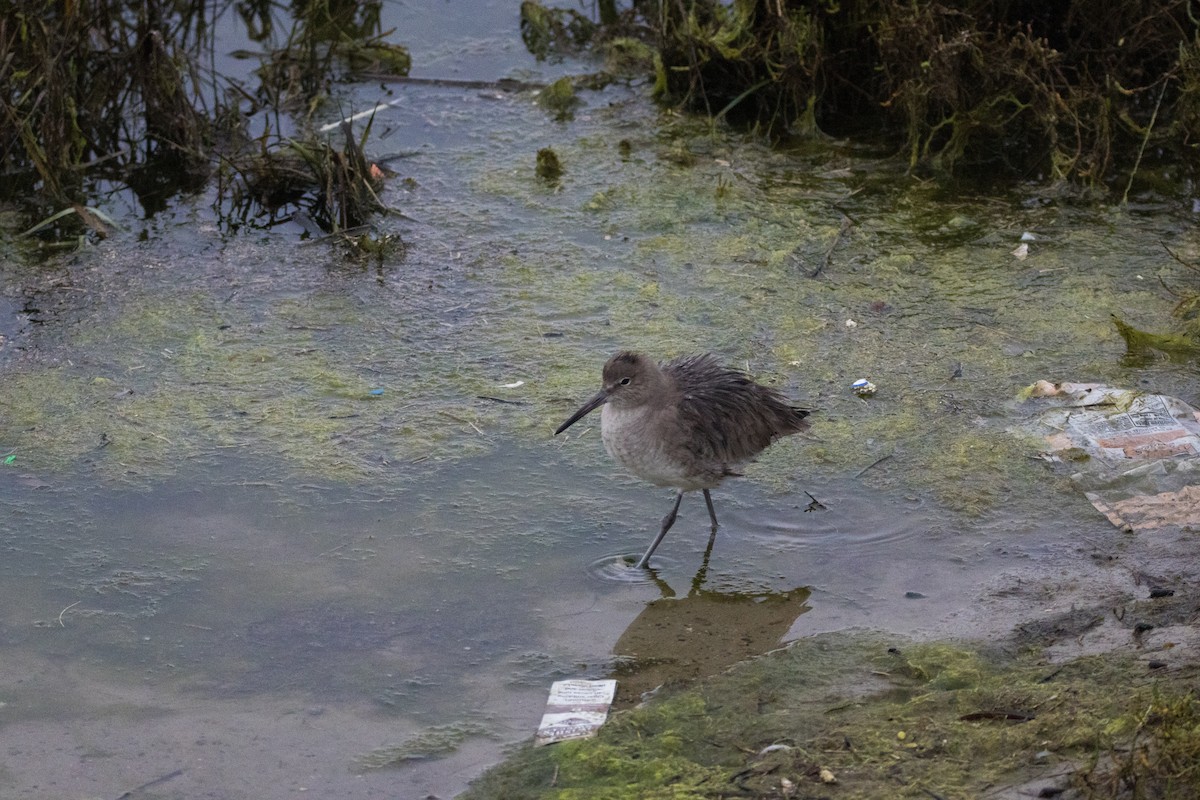 Перепончатопалый улит - ML647489657