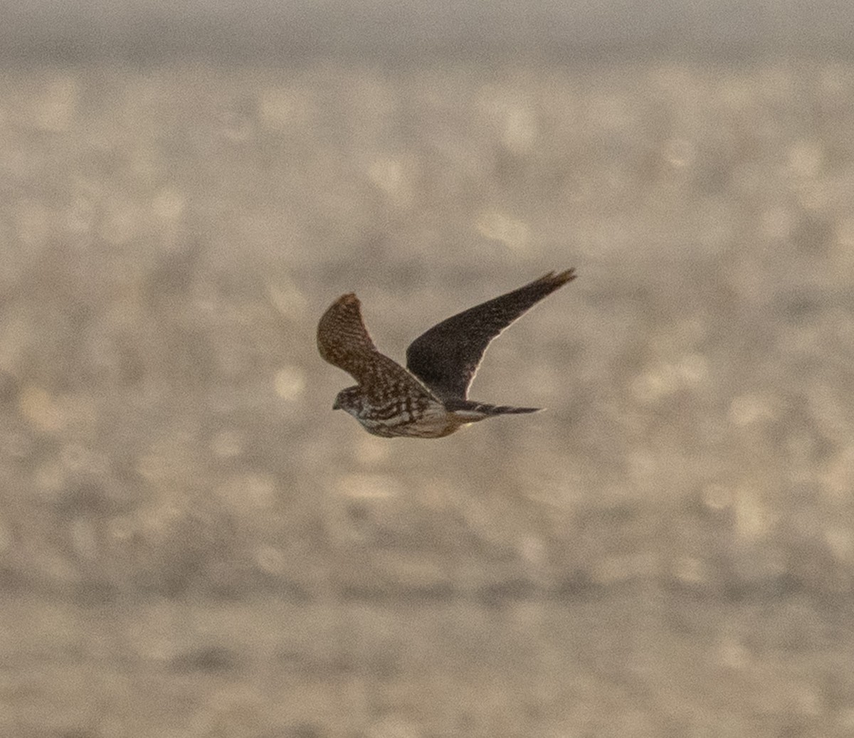 Дербник - ML647489659