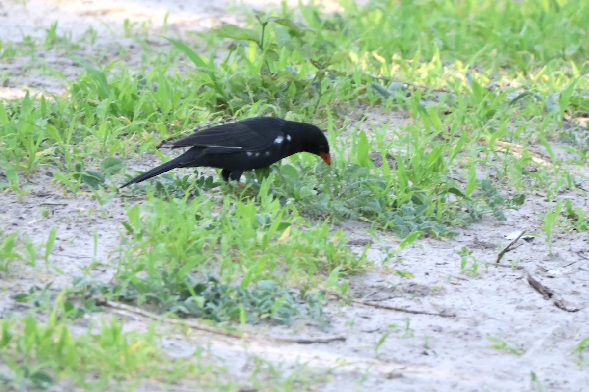 Красноклювый буйволов ткач - ML647489660