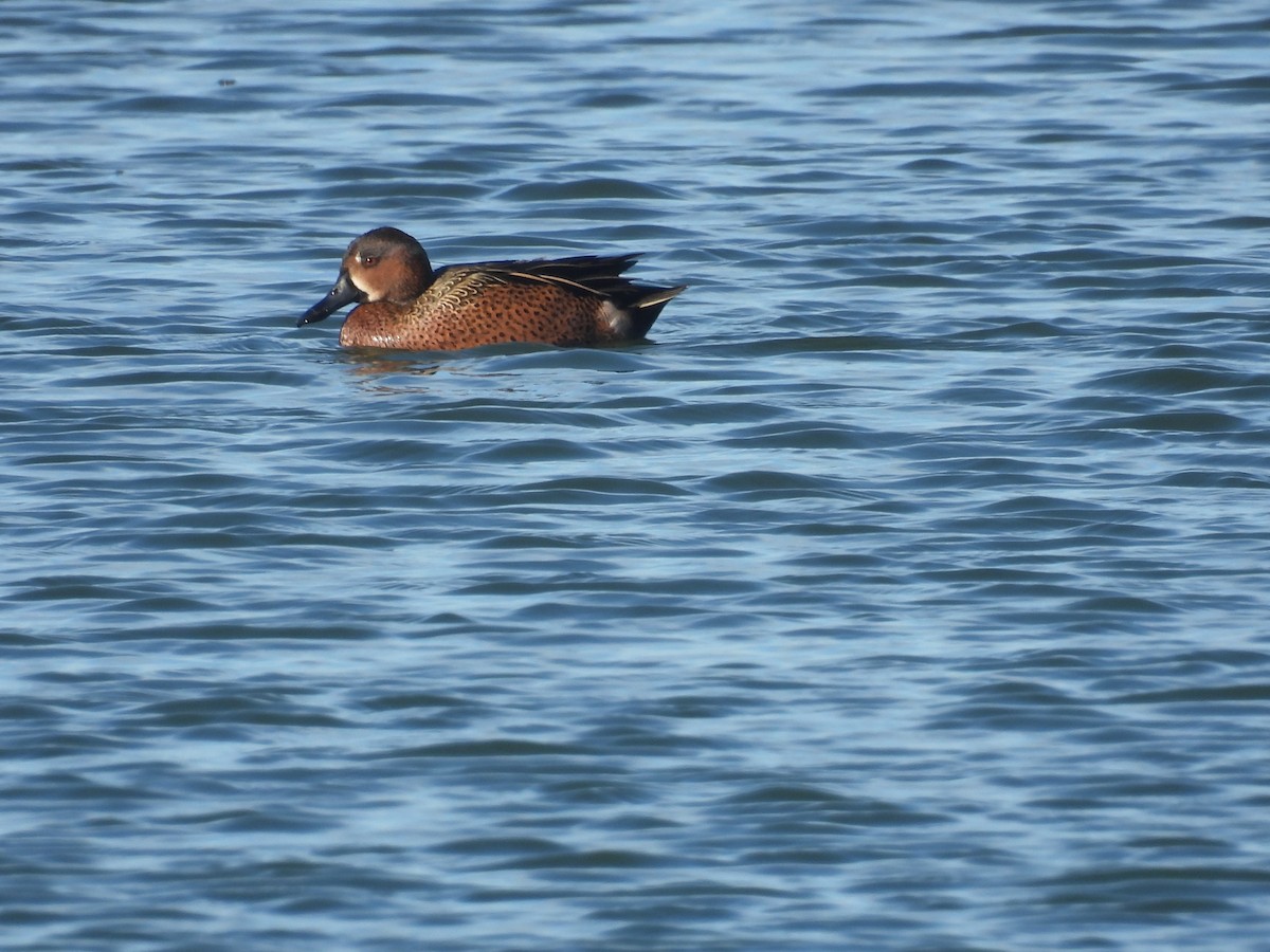 Blue-winged x Cinnamon Teal (hybrid) - ML647489662