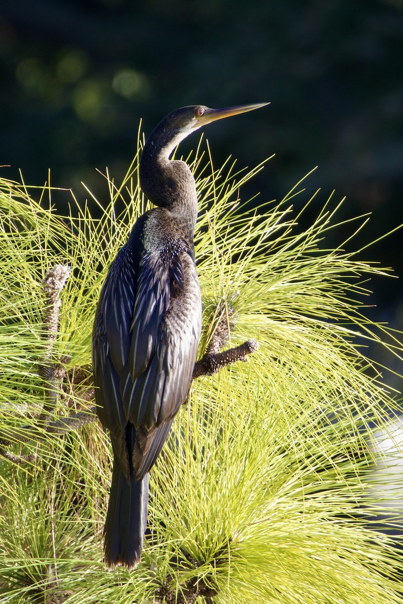 Американская змеешейка - ML647489663