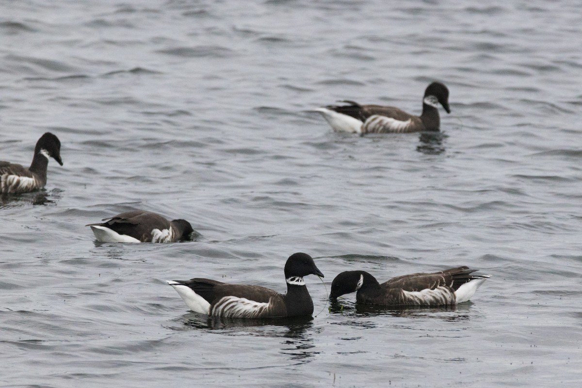 Чёрная казарка - ML647489664