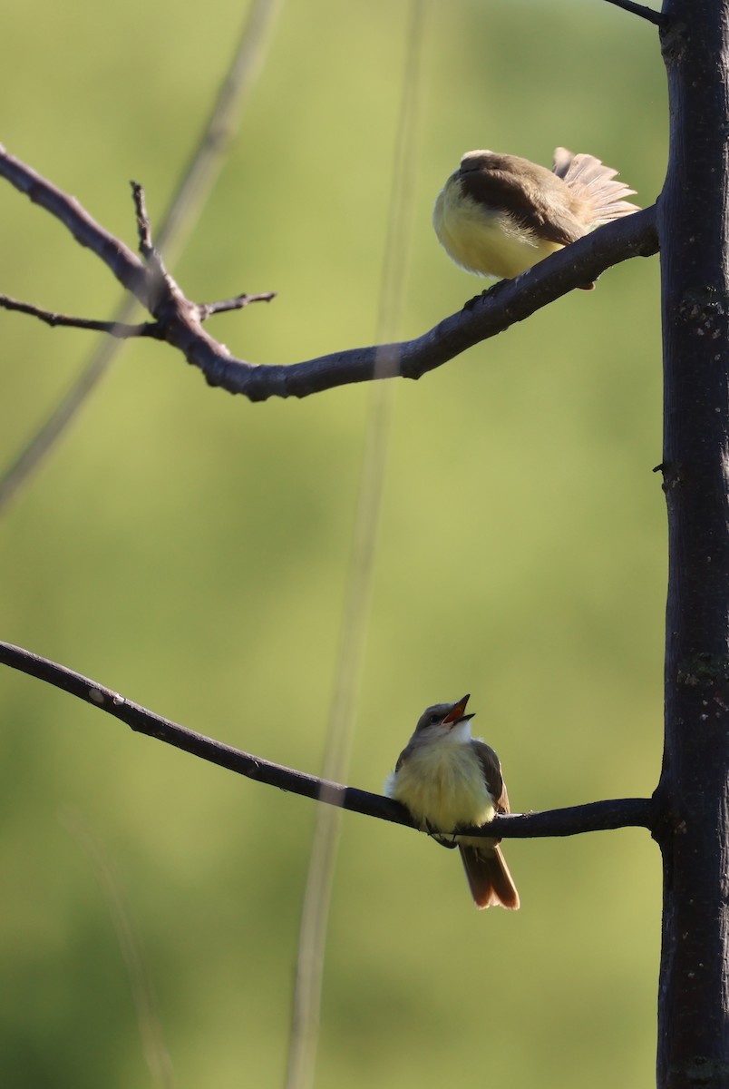 Коровий тиранн - ML647489666