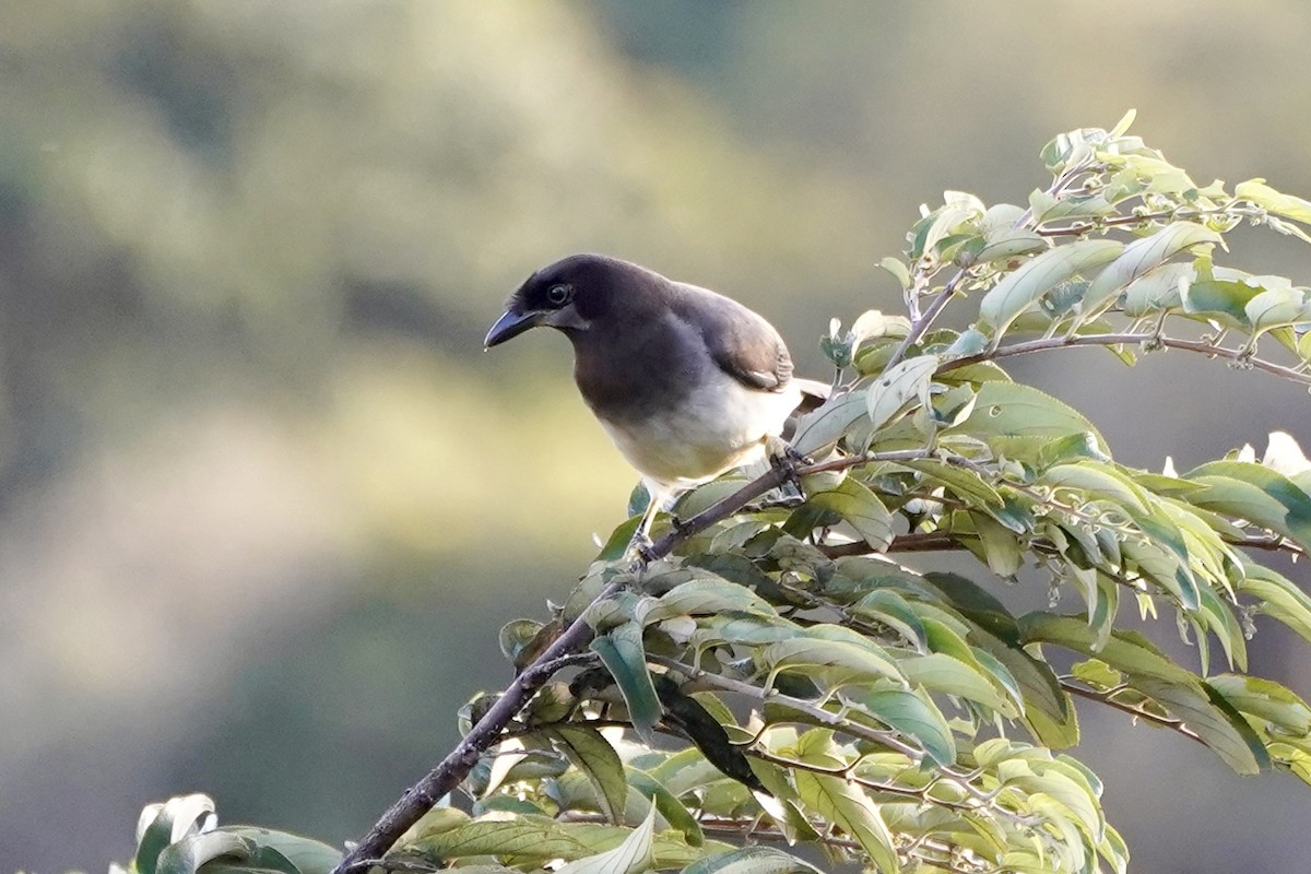 Бурая сойка - ML647489667