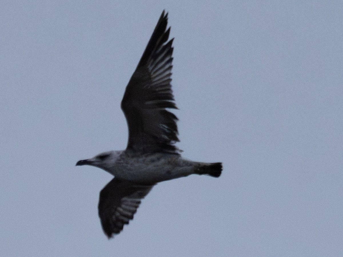 kaspimåke - ML647489670