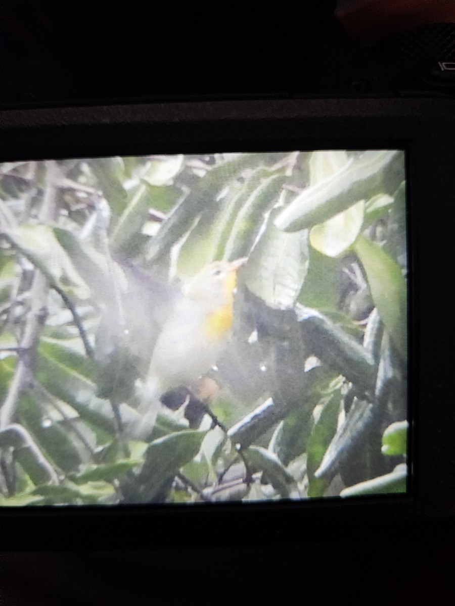 Northern Parula - ML647489673