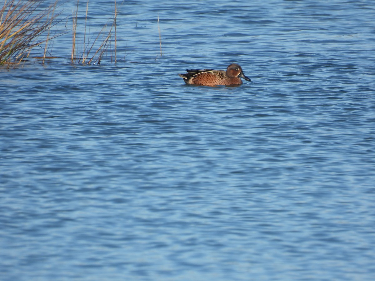 Blue-winged x Cinnamon Teal (hybrid) - ML647489677