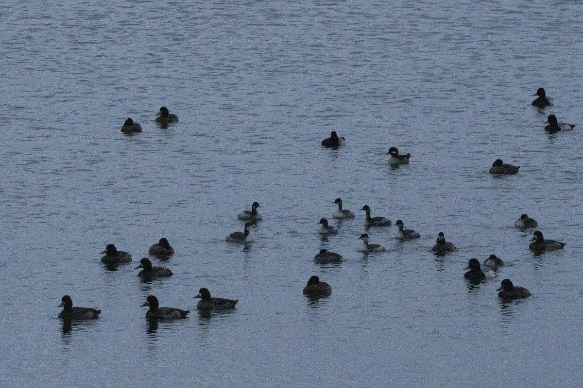 Grèbe à cou noir - ML647489702