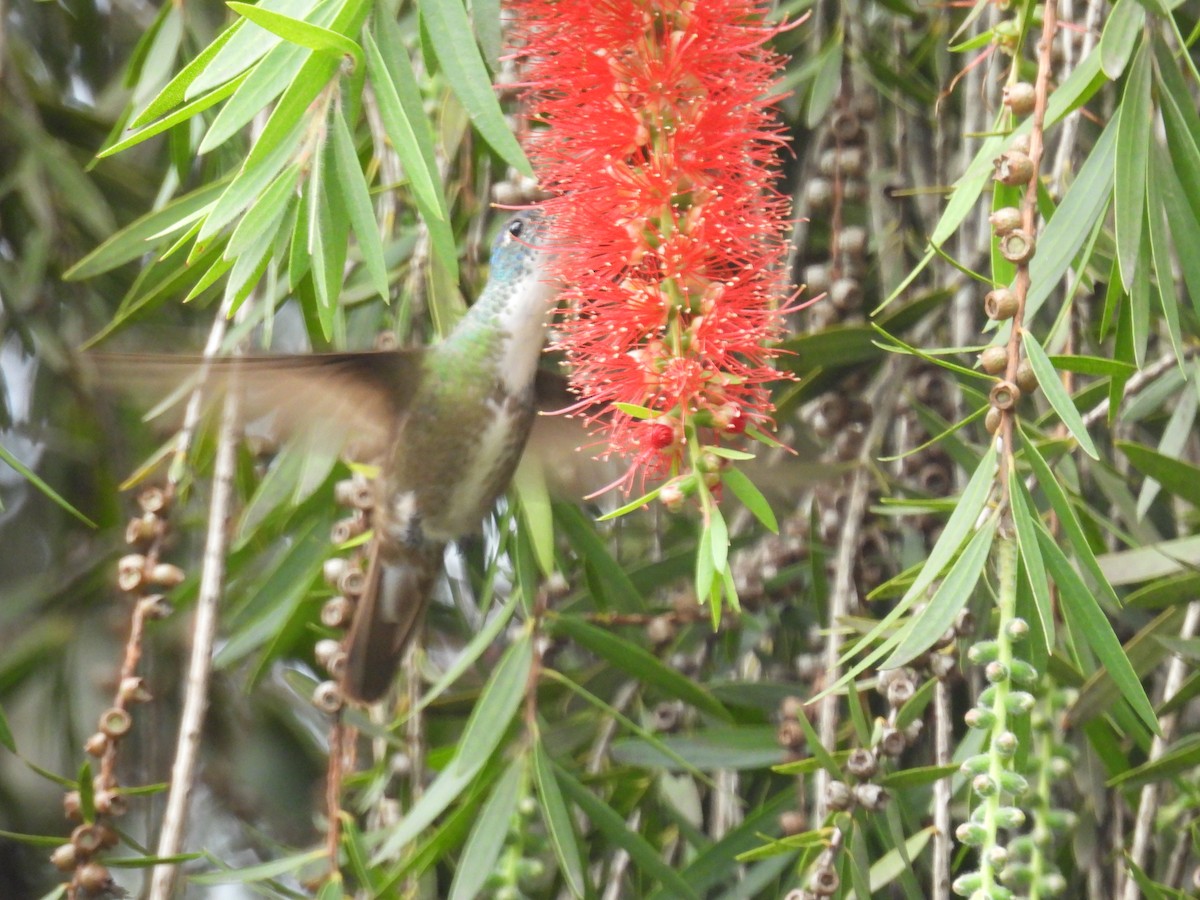 Azure-crowned Hummingbird - ML647489705