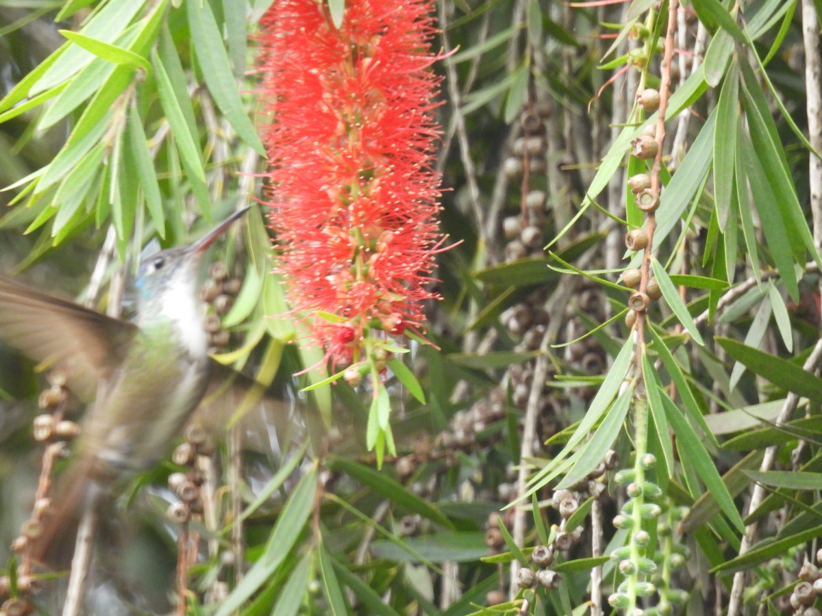 Azure-crowned Hummingbird - ML647489706