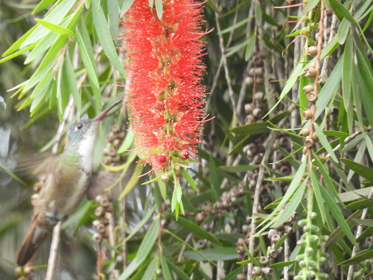 Azure-crowned Hummingbird - ML647489707