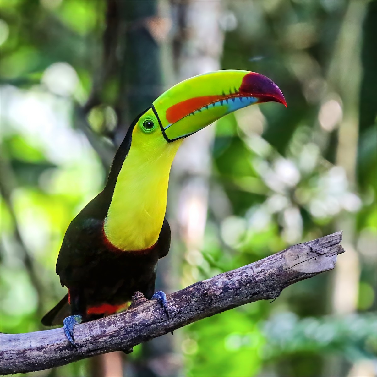 Keel-billed Toucan - ML647489712