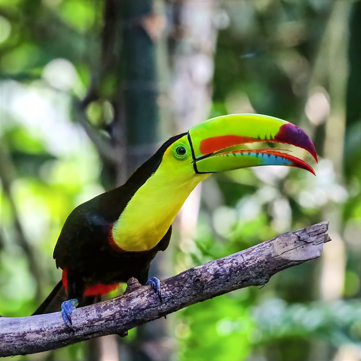 Keel-billed Toucan - ML647489713