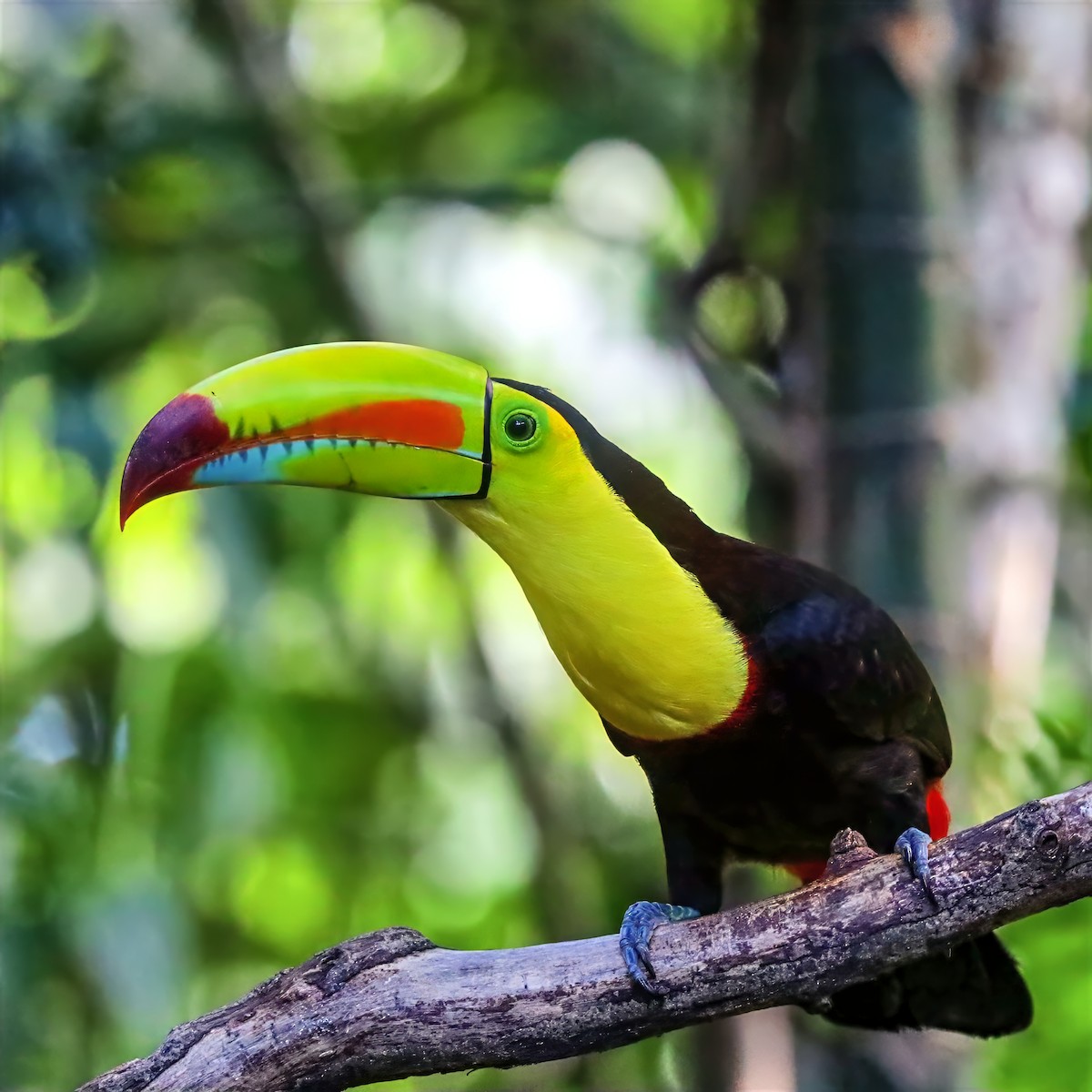 Keel-billed Toucan - ML647489714