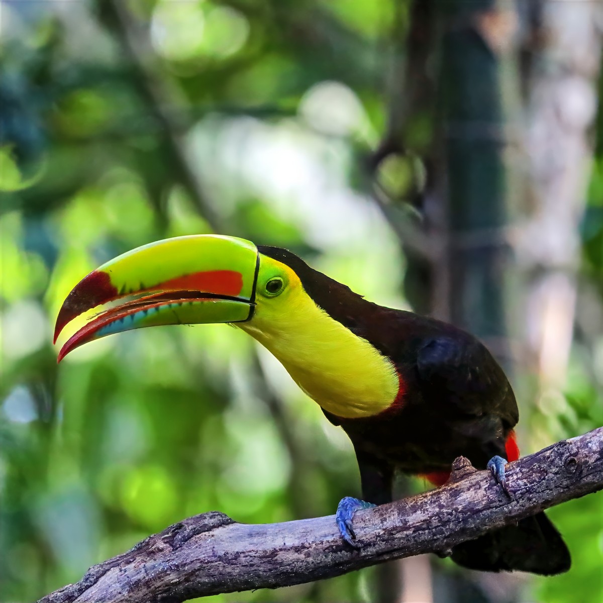 Keel-billed Toucan - ML647489715